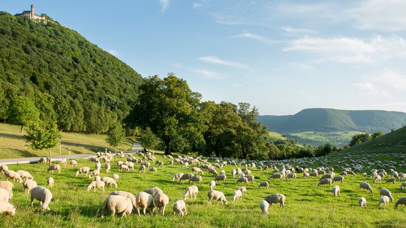 Hügel mit Schafen im Naturschutzgebiet