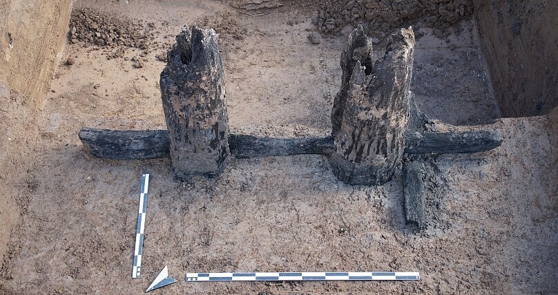 Die beiden erhaltenen Eichenbalken der Baumkelter aus dem 14. Jahrhundert