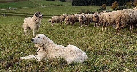 Das Bild zeigt zwei Herdenschutzhunde bei einer Schafherde auf einer Weide