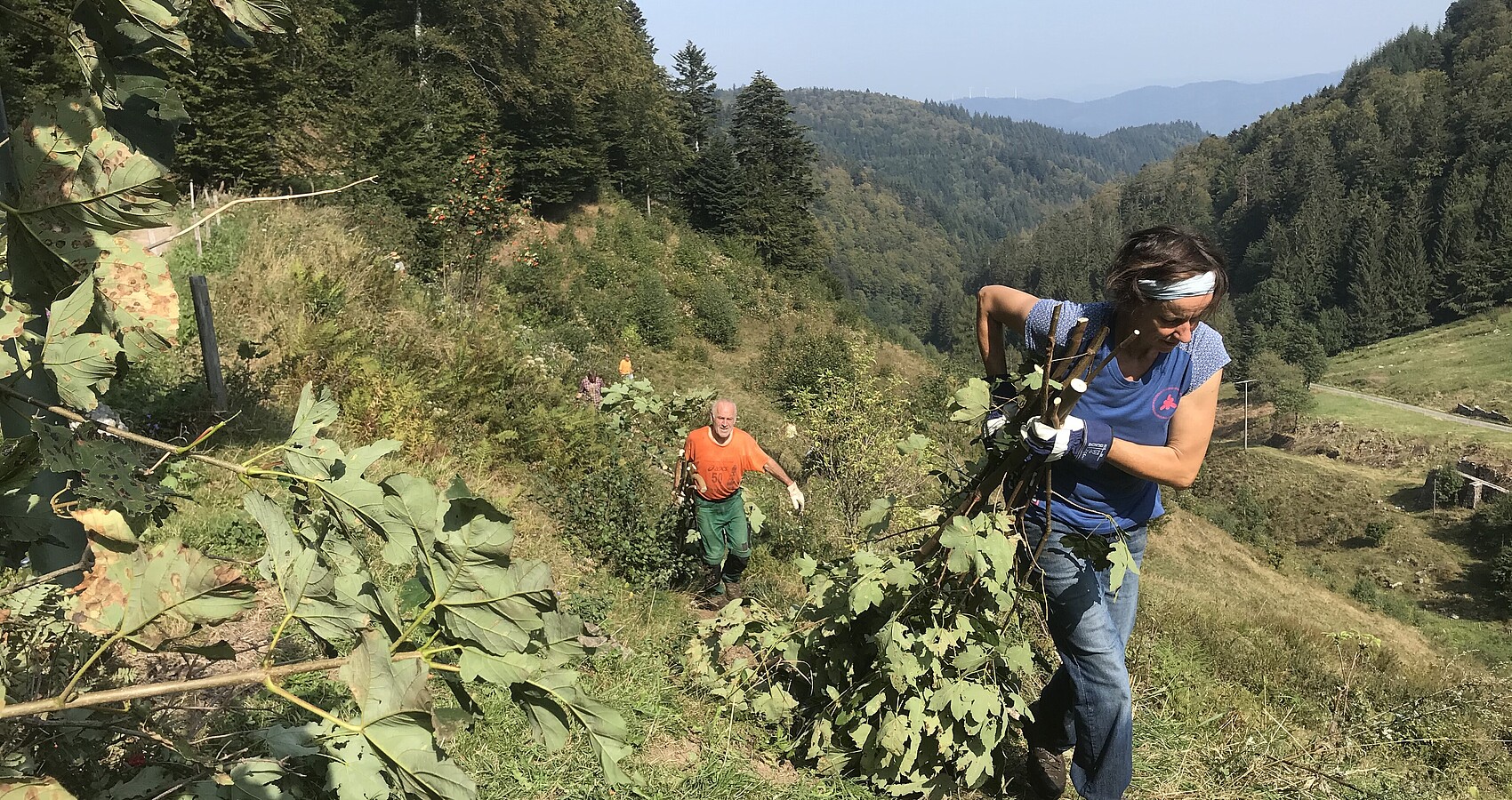 Freiwillige Helfer packen an bei der Offenhaltung einer Weide in Freiburg-Kappel