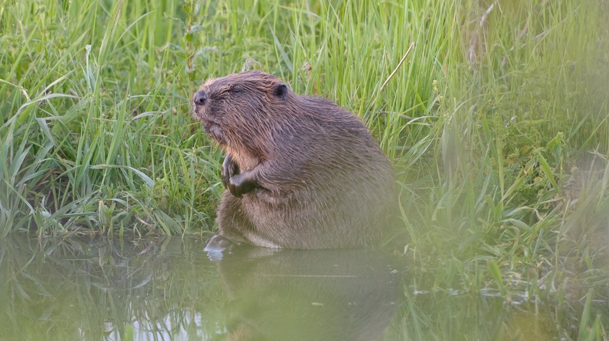 Ein Biber sitzt in einer Wiese am Wasserrand