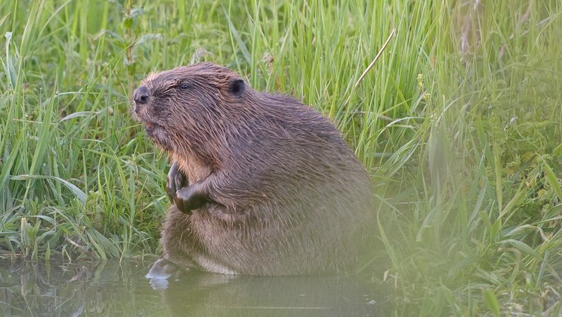 Ein Biber sitzt in einer Wiese am Wasserrand