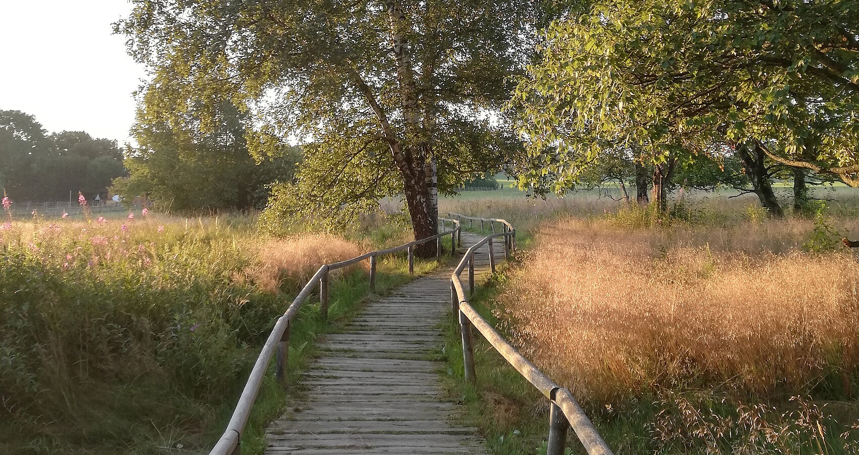 Der Bohlenweg im Naturschutzgebiet Schopflocher Moor