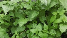 (1) Sammelt Brennnessel - Wählt jüngere Pflanzen oder von älteren die Spitzen