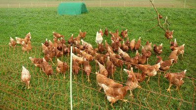 Hühner im Mobilstall