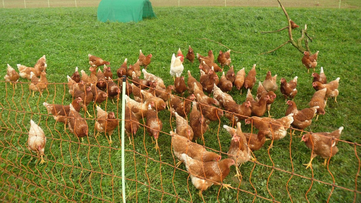 Hühner im Mobilstall