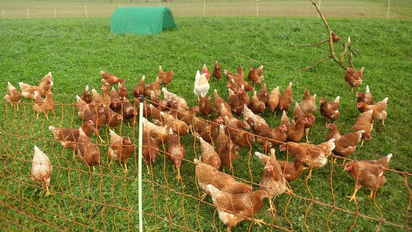 Hühner im Mobilstall