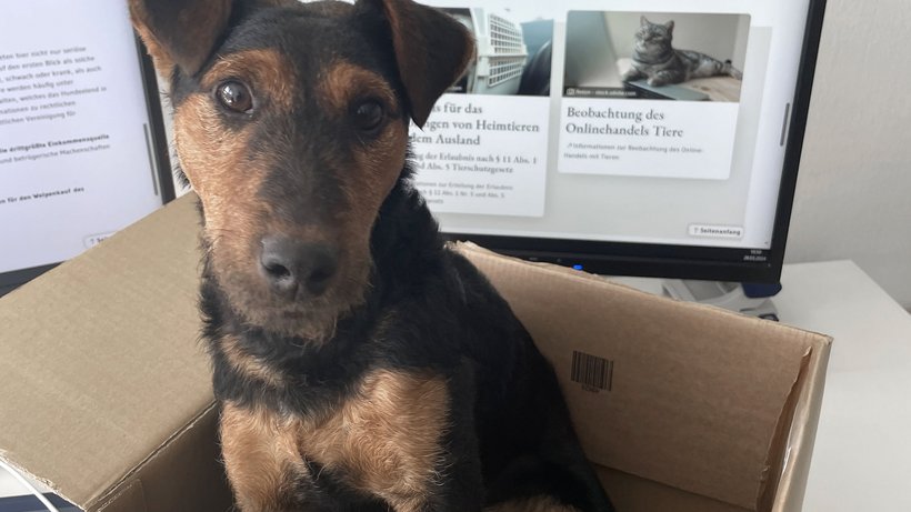 Hund sitzt im braunen Karton vor zwei Monitore