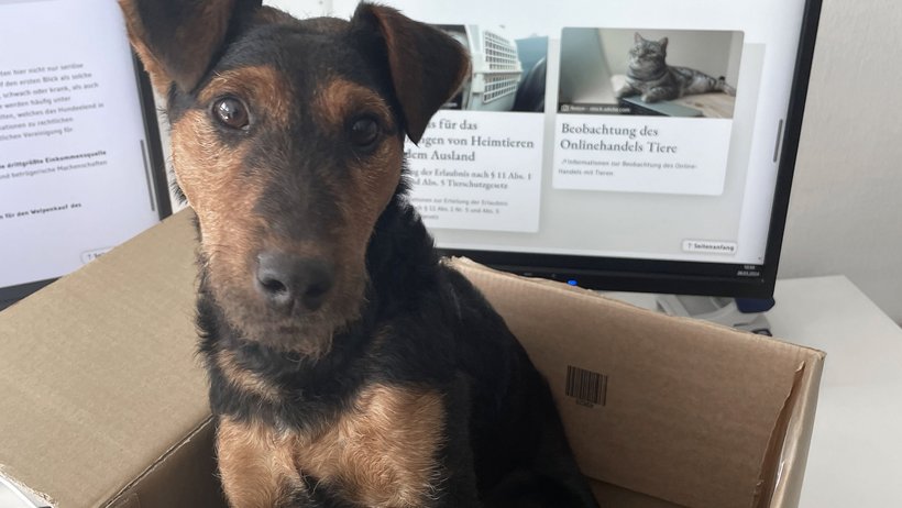 Hund sitzt im braunen Karton vor zwei Monitore