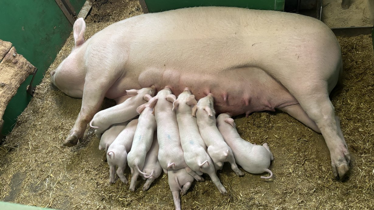 Eine ferkelführende Sau liegt im Stroh und säugt ihre Jungen.