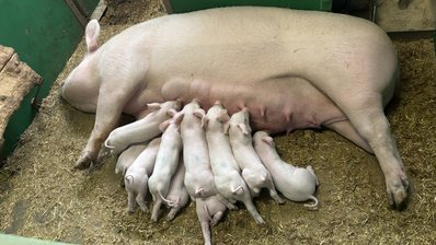 Eine ferkelführende Sau liegt im Stroh und säugt ihre Jungen.