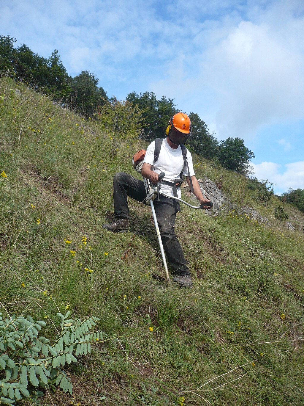 Landschaftspflege mit Freischneider , ein FÖJler arbeitet im Naturschutzgebiet