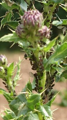 Blattläuse auf einer Ackerkratzdistel