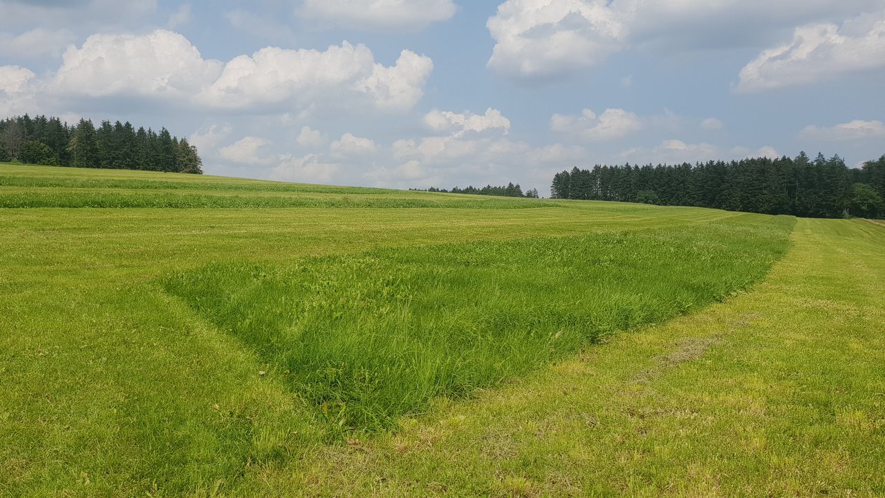man sieht ungemähte Grasstreifen in einer großflächigen Wiese, im Hintergrund Wald grasstreifen