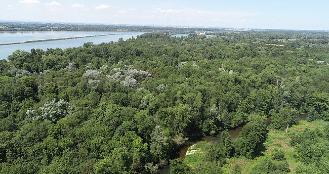 Luftaufnahme Rhein und Wald