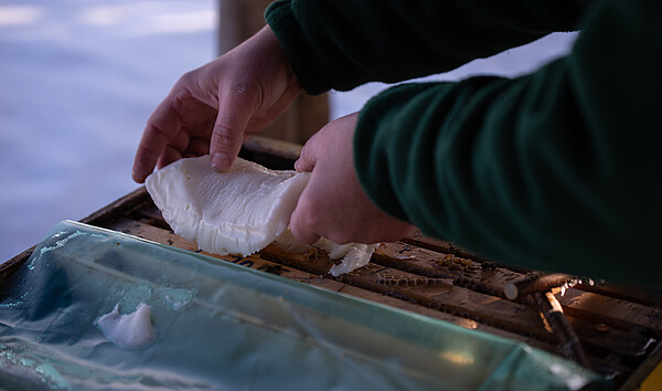 Ein Imker legt im Winter eine Futterteiggabe auf die Waben 
