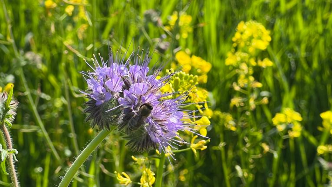 Rapsblüte mit Witwenblume