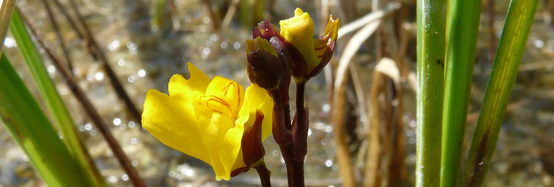 Blühender Gemeiner Wasserschlauch Utricularia vulgaris