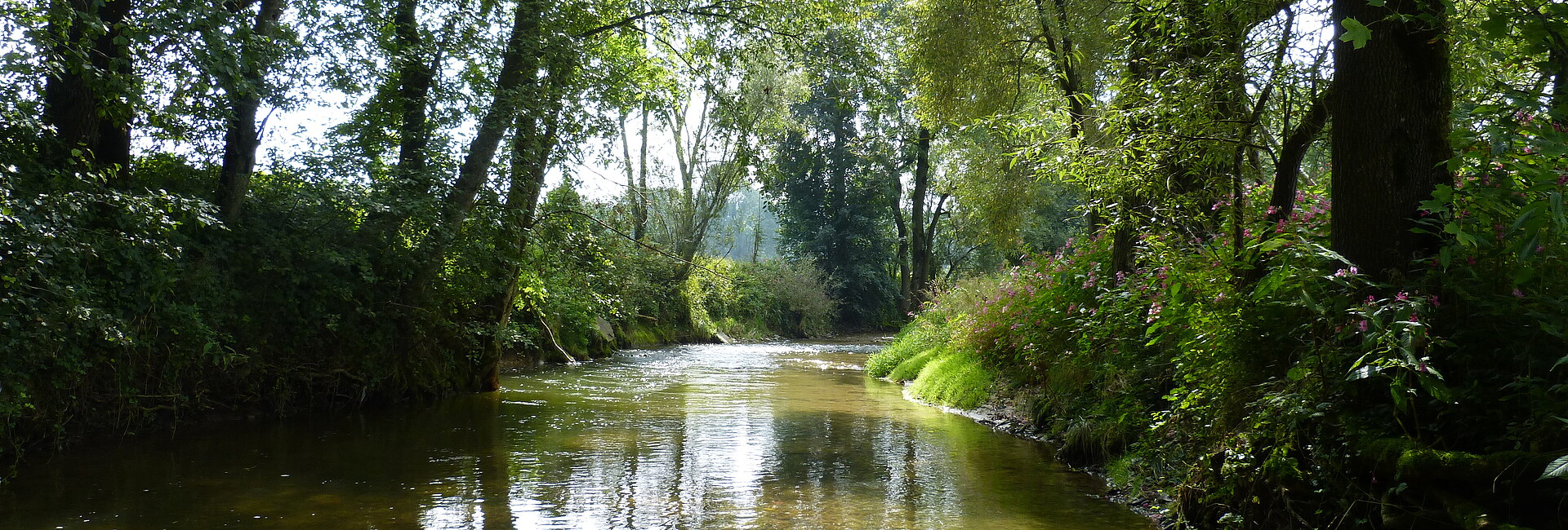 Aitrach fließt durch einen Auwald