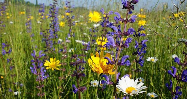 Blumenwiese mit Margerite, Salbei und anderen Blütenpflanzen Blick in eine Blumenwiese mit Margerite, Salbei und anderen Blütenpflanzen