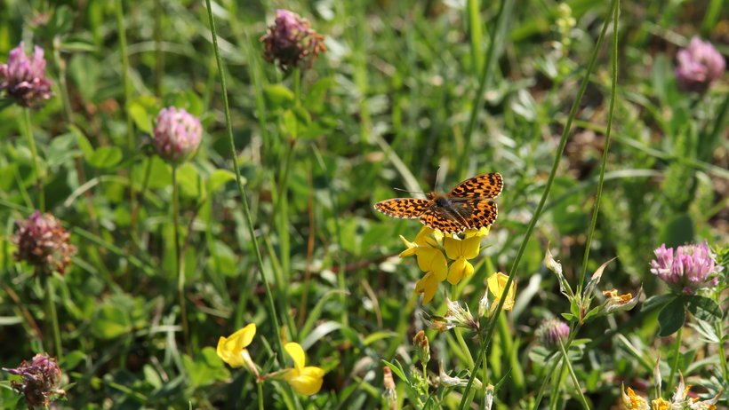 Auf dem Bild zu sehen ist ein Magerrasen-Perlmutterfalter, der in einer Wiese auf einer gelben Blume sitzt