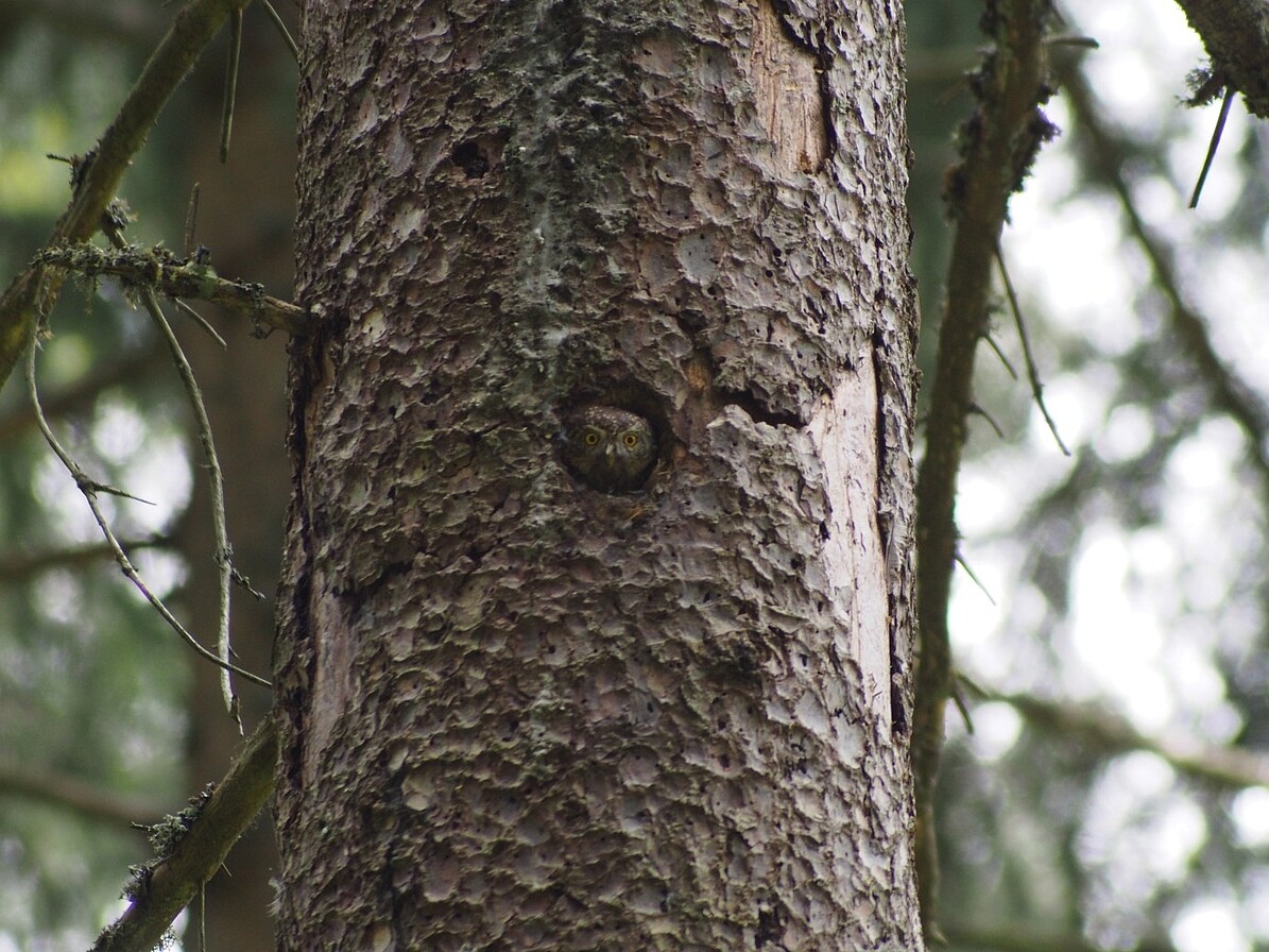 Sperlingskauz schaut aus einem Astloch