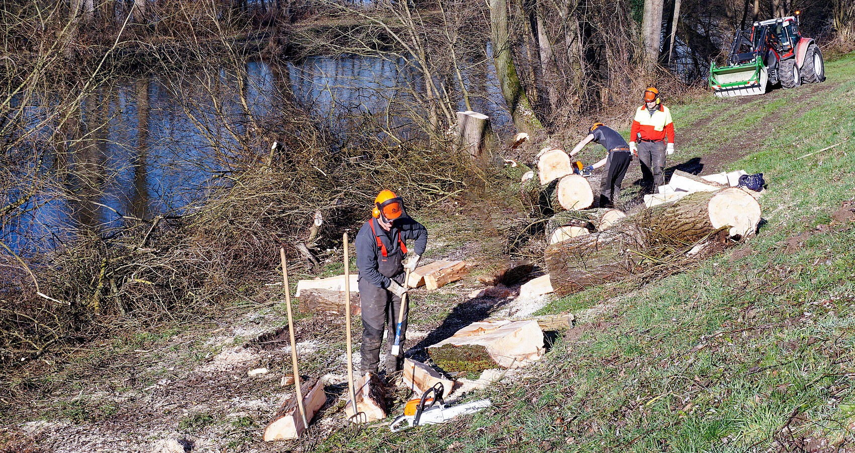 Gehölzpflege und Baumfällarbeiten durch mehrere Wasserbauarbeiter an einem Ufer mit Kettensägen und Spalthammern