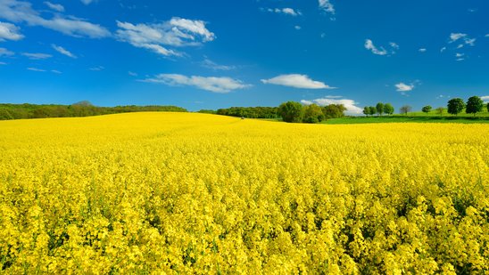 Rapsfeld unter blauem Himmel