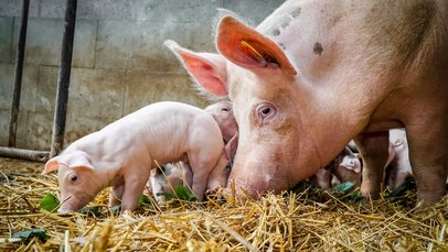 Eine Muttersau und ein Ferkel wühlen im Stroh