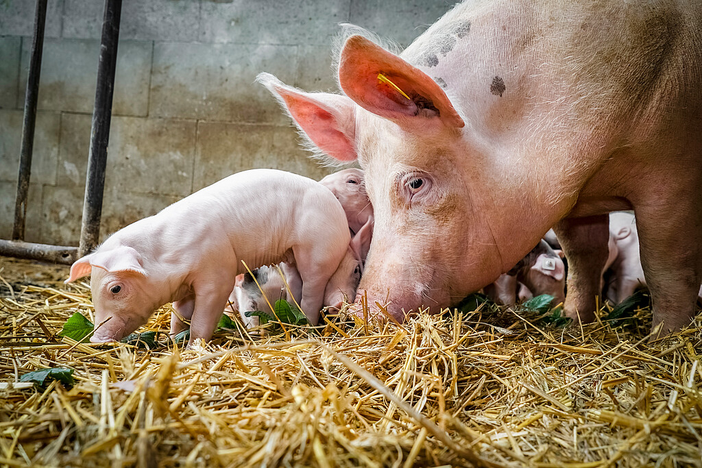 Muttersau mit Ferkel auf im Stall mit Stroheinstreu