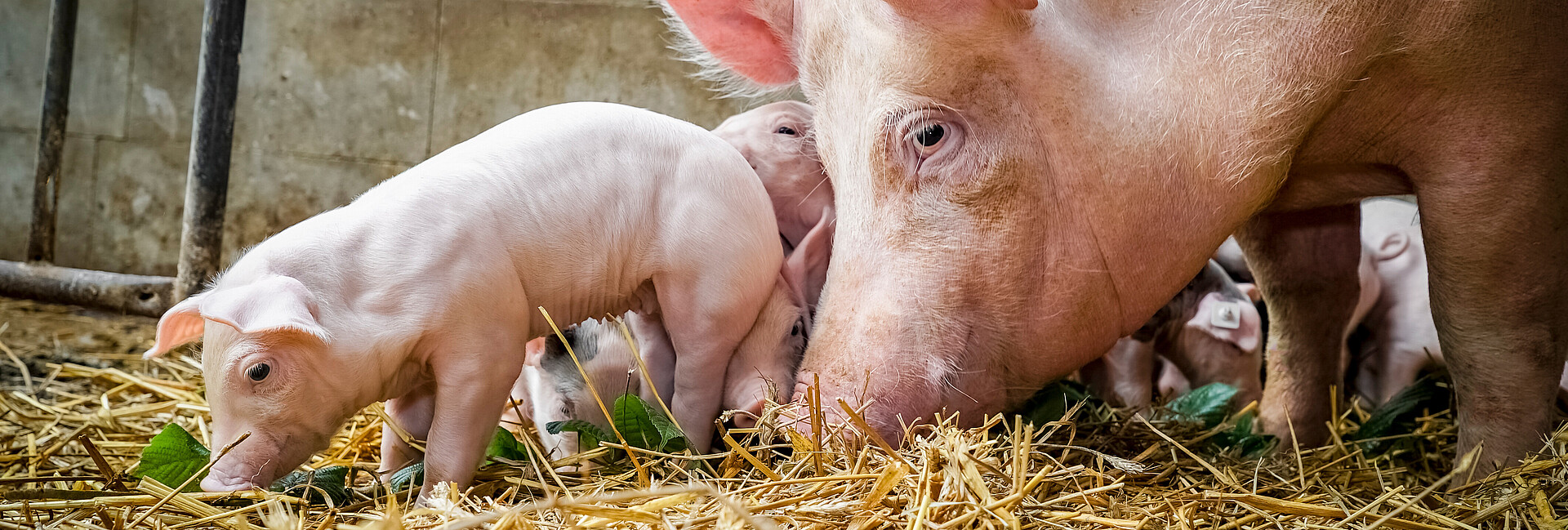 Muttersau mit Ferkel auf im Stall mit Stroheinstreu