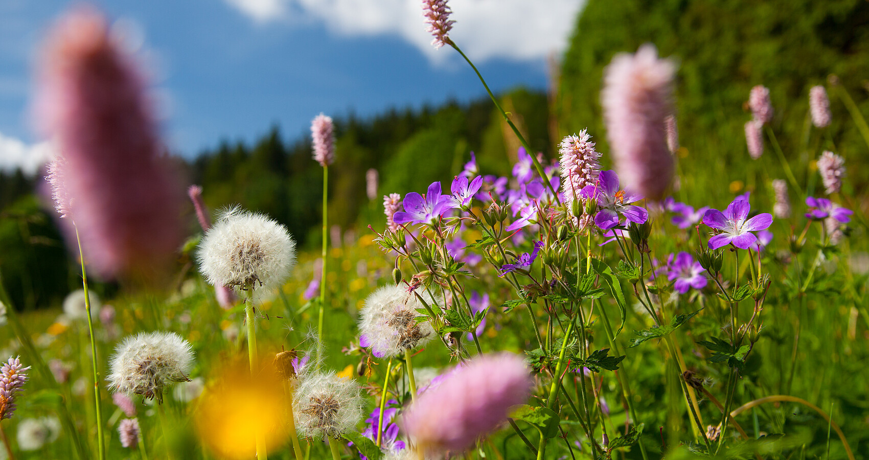 Blühende Wiese im Biosphärengebiet Schwarzwald
