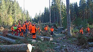 Gruppe von Forstwirt-Azubis in einem Holzschlag