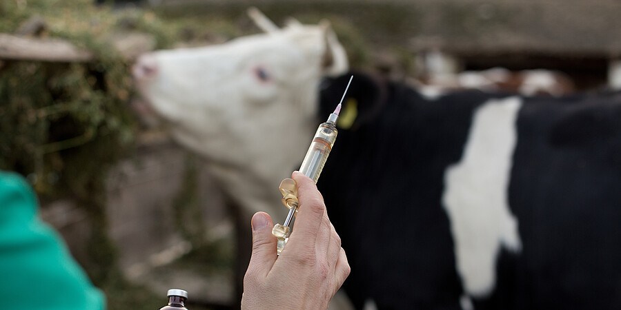 Ein Tierarzt hat eine Spritze in der Hand. Im Hintergrund sieht man die Kuh.
