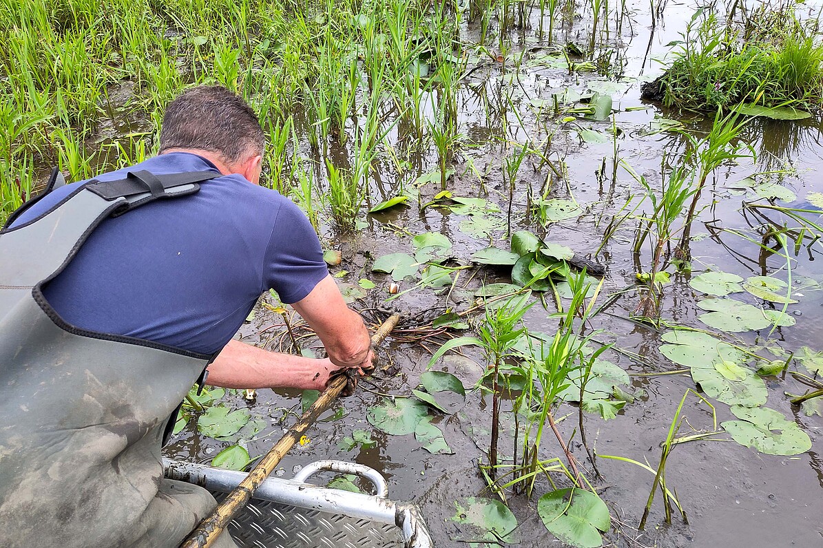 In Handarbeit wurden die Seerosen geborgen, in große Wannen verstaut und in die Wilhelma transportiert