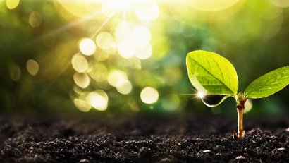 Jungpflanze im Sonnenlicht