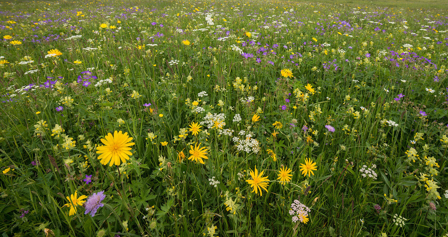 Bild zeigt Blumenwiese