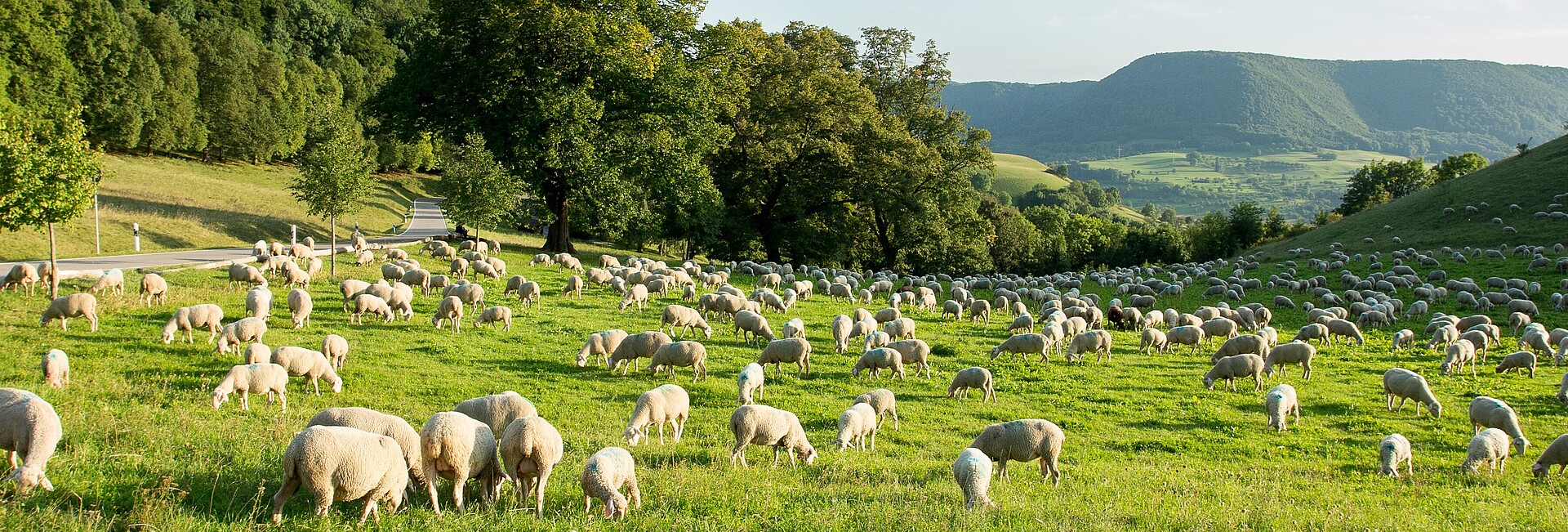 Bild zeigt Schafe auf einer Weide vor einer Hügellandschaft