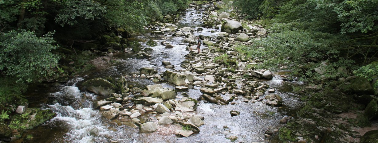 Blick auf einen strukturreichen Fluss, der von Bäumen und Sträuchern eingerahmt wird. 