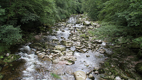 Blick auf einen strukturreichen Fluss, der von Bäumen und Sträuchern eingerahmt wird. 