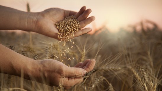 Landwirt lässt Weizenkörner durch die Finder rieseln.