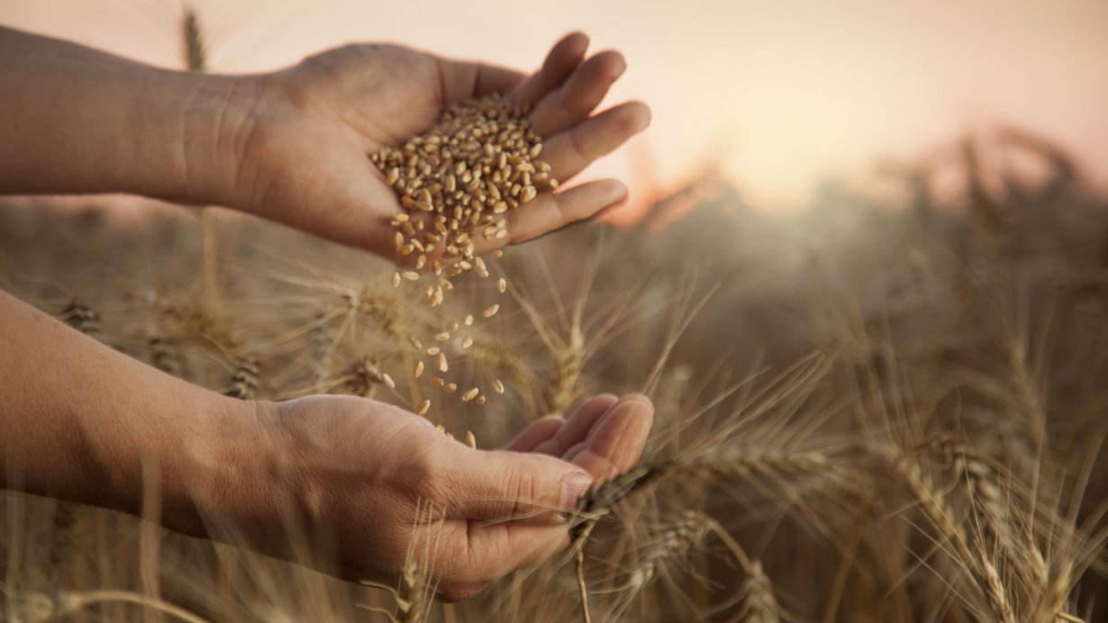 Landwirt lässt Weizenkörner durch die Finder rieseln.
