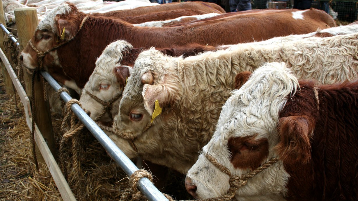 Rinder sind im Schlachthof in Reihe an einer Stange angebunden