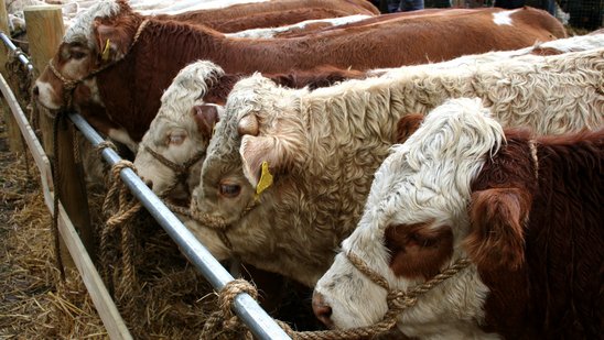 Rinder sind im Schlachthof in Reihe an einer Stange angebunden