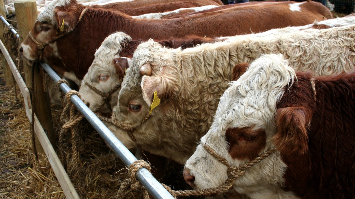 Rinder sind im Schlachthof in Reihe an einer Stange angebunden