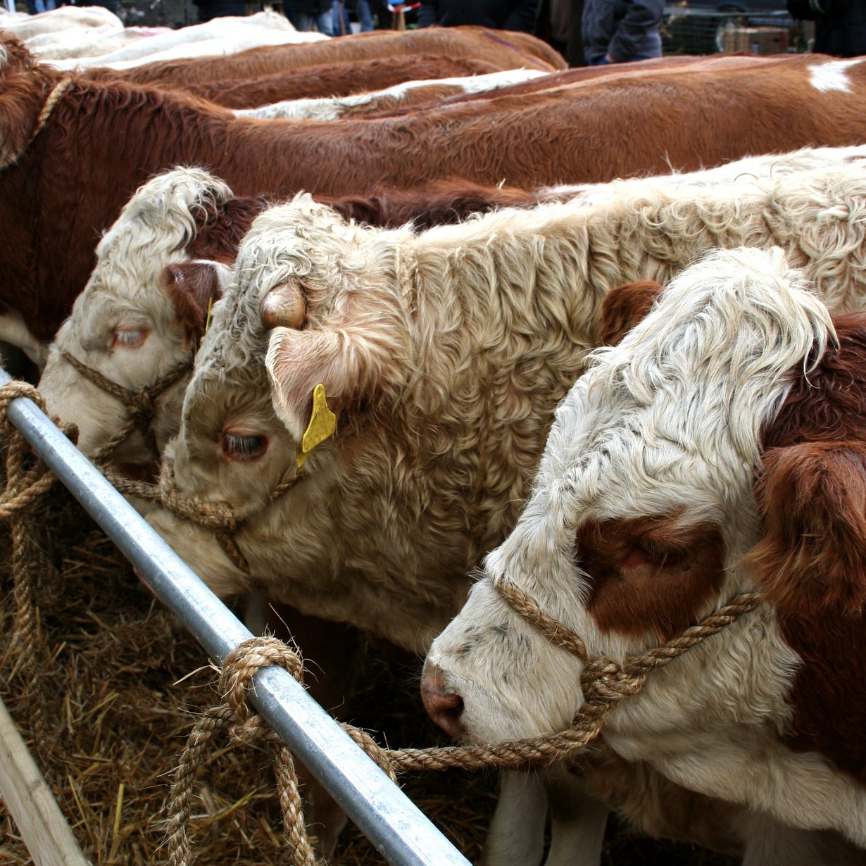 Rinder sind im Schlachthof in Reihe an einer Stange angebunden