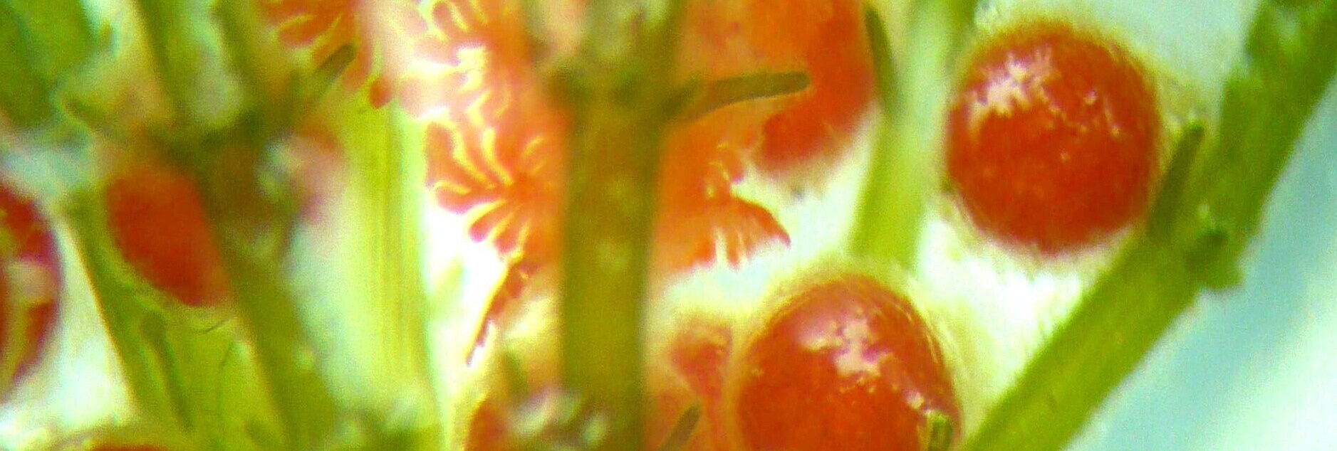 Einzelne Wasserpflanze Armleuchter mit roten Blüten