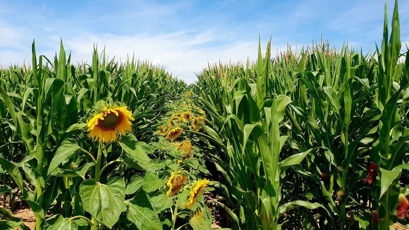 Man blickt in ein Maisfeld, in dem zwischen den Maispflanzen Sonnenblumen in Reihen ausgesät wurden. 