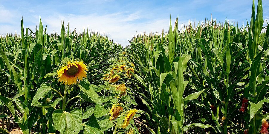 Man blickt in ein Maisfeld, in dem zwischen den Maispflanzen Sonnenblumen in Reihen ausgesät wurden. 