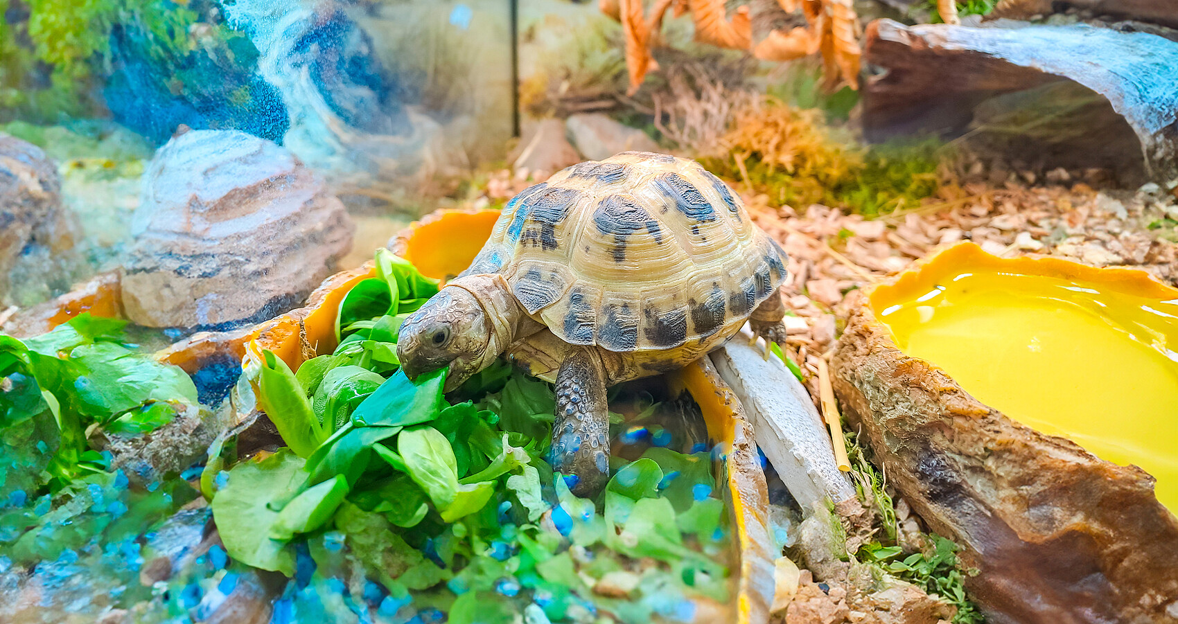 Schildkröte in einem Terrarium beim Fressen eines Salatblattes